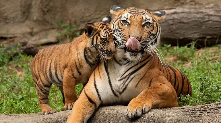 Tiger in Jim Corbett